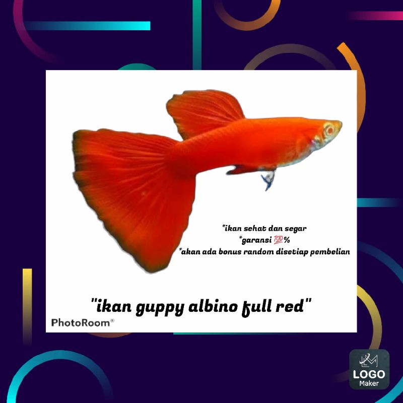packing styrofoam ikan guppy albino full red AFR