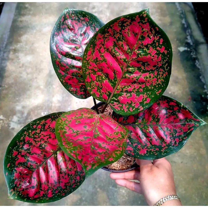 1 bibibit  Aglonema Terbaru Langka Sudah Bertunas /Tanaman hias Aglonema langka