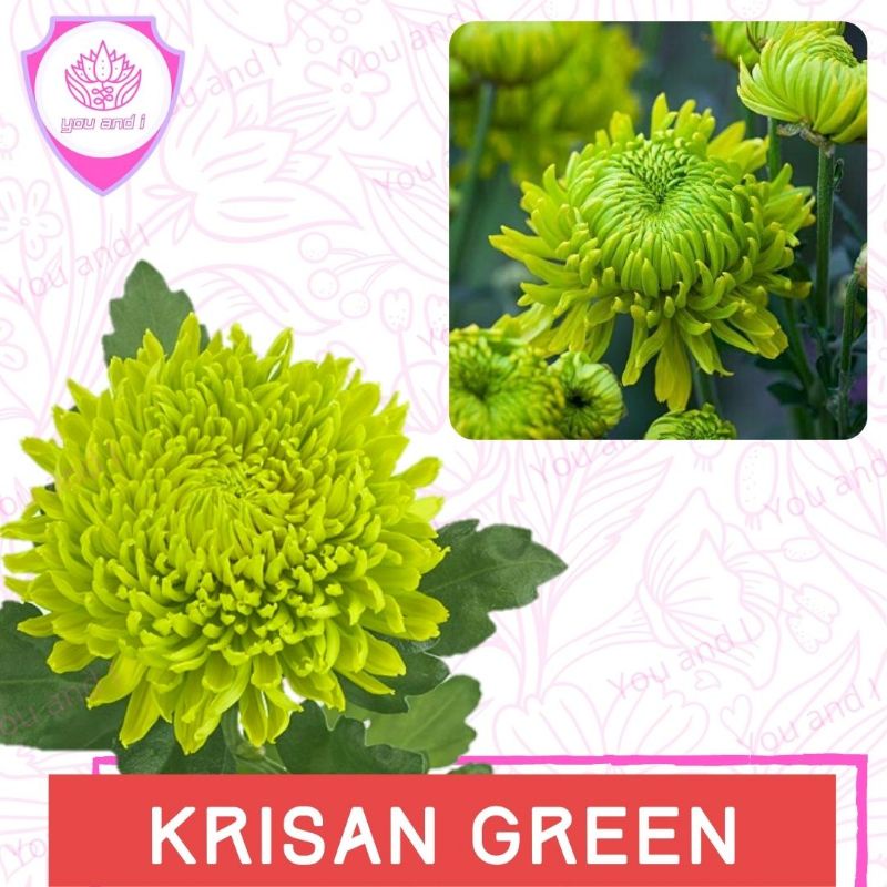 Benih KRISAN GREEN [isi-4] - Biji Bibit Bunga Chrysanthemum