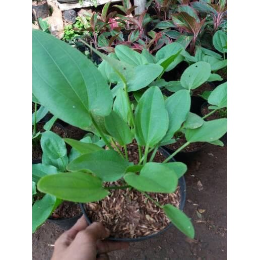 Pohon melati Pohon melati air Tanaman hias melati air pohon melati air tanaman air melati