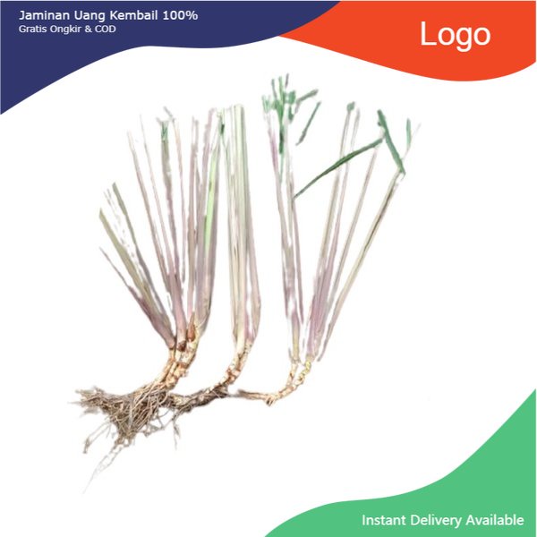 

Promo Serai wangi / serai merah 500gram fresh & organic