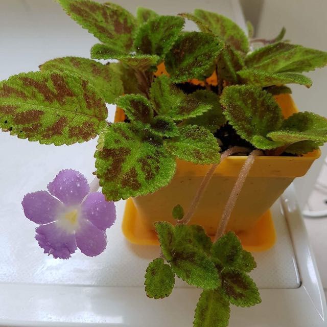 Bunga Episcia Emerald Velvet Tanaman Hias Bunga Episcia Import Bunga Murah