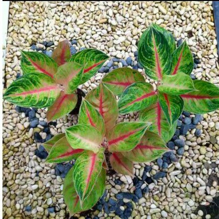 aglonema jamela jackpot