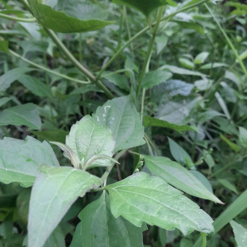 

BALAKACIDA - ENYE-ENYE - KIRINYUH Daun herbal berkhasiat