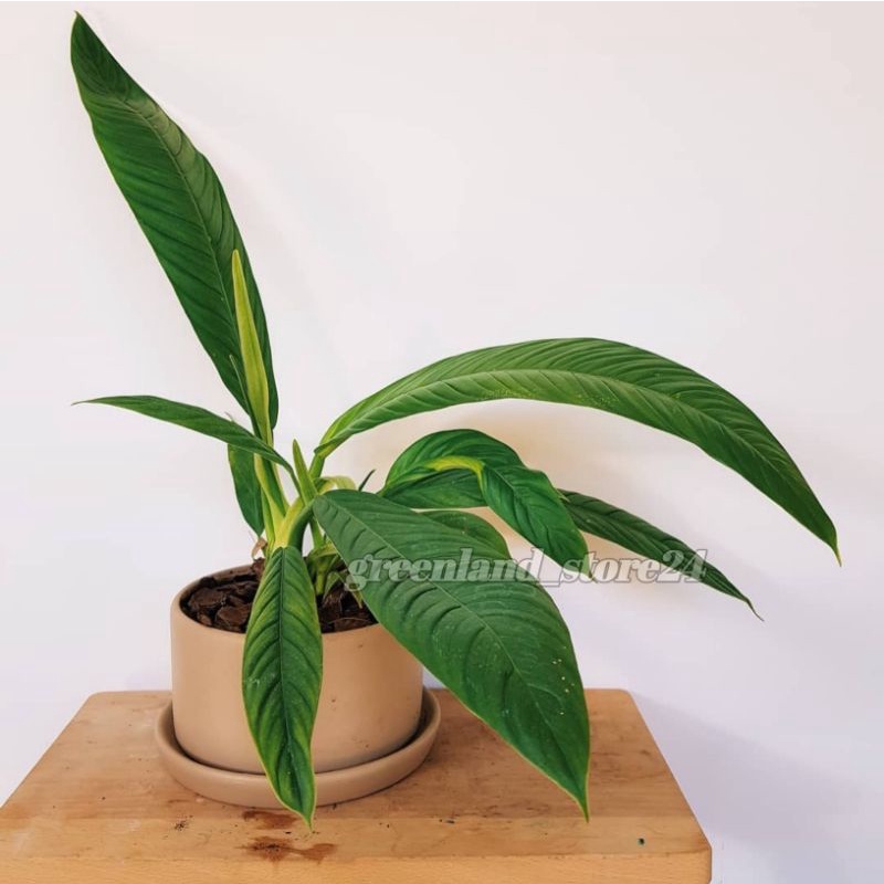 philodendron Lynette - tanaman hias philodendron lynette - anthurium lynette - philodendron lynet