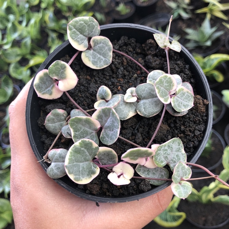 kaktus sekulen string of heart variegata