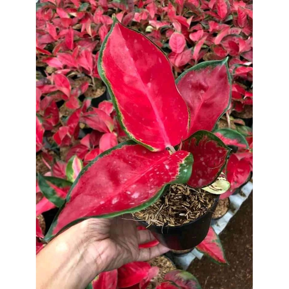 Aglaonema Suksom Super