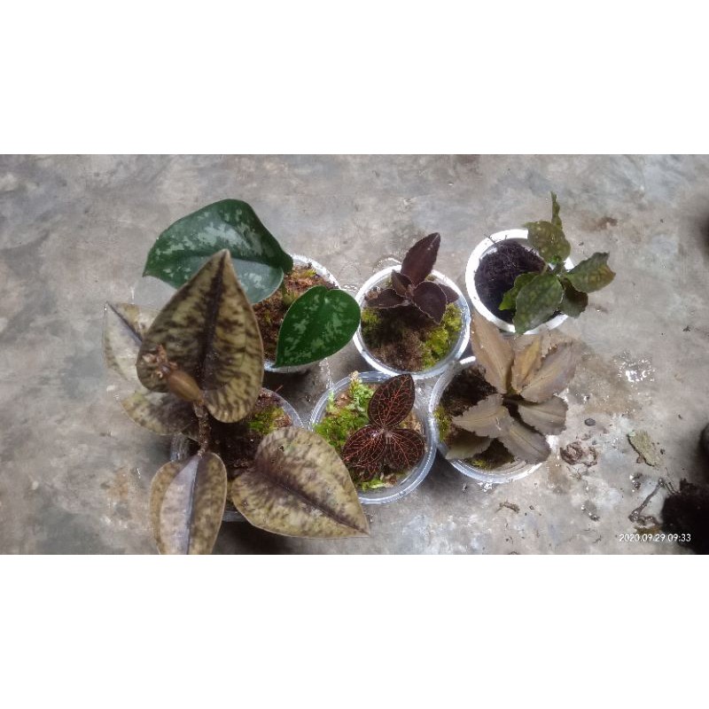 Paket jewel orchid/malaxis/sirih silver