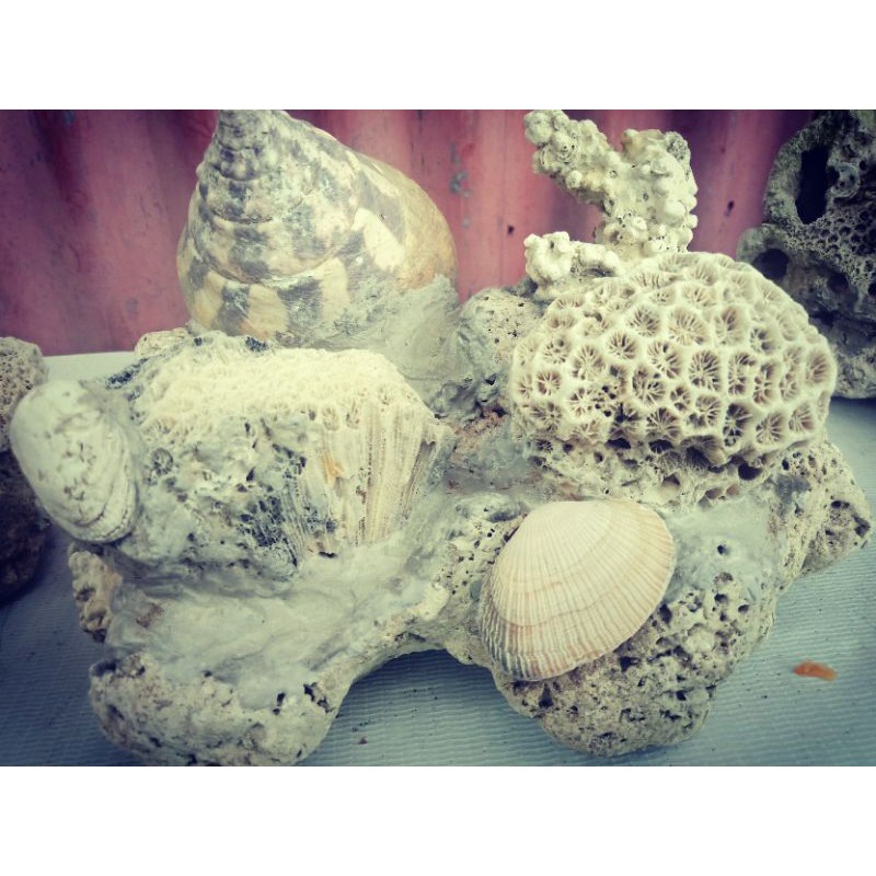 

kerang laut