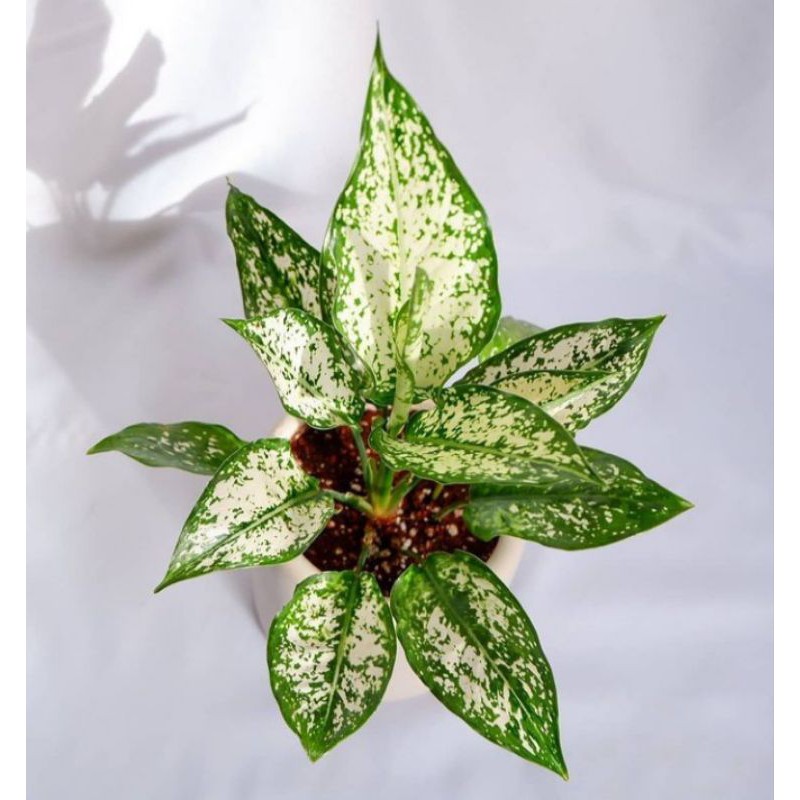 AGLAONEMA SNOW WHITE