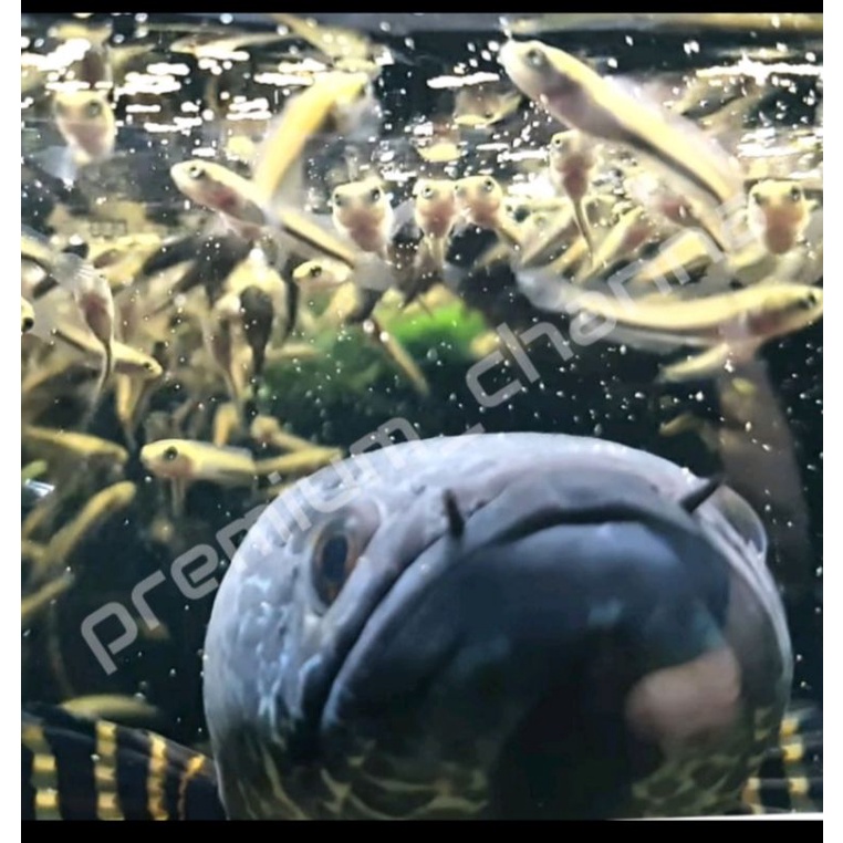 BABY CHANNA AURANTI 2-5CM