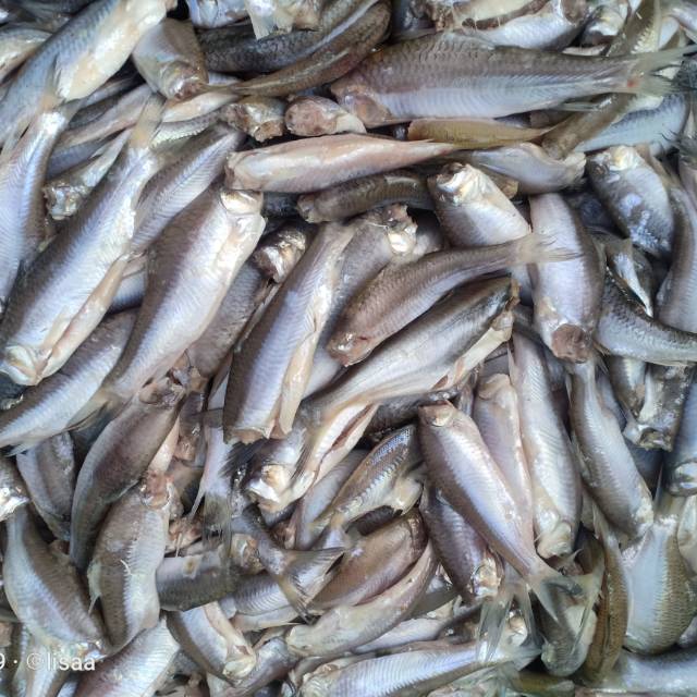 

ikan giling
