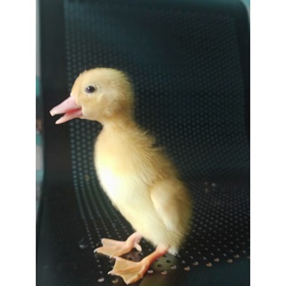 Jual Bibit Bebek Entok Dod Entok Anak Bebek Entok Entog Mentok Indonesia Shopee Indonesia