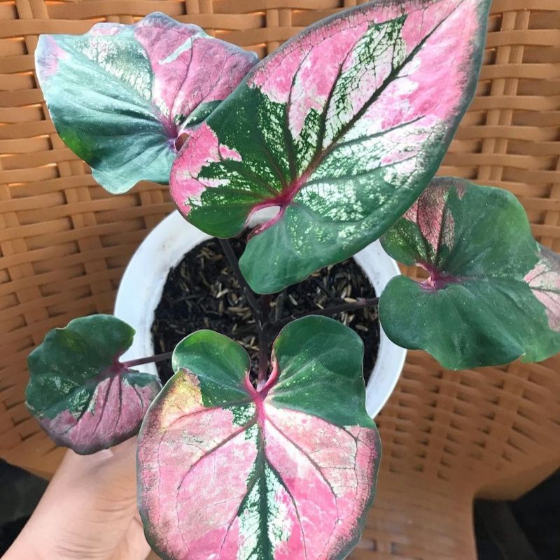 Promo Bibit Caladium Hanoman Obong Bunga Hias Hidup Keladi Hanoman Obong