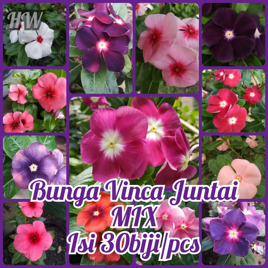 Benih Vinca Juntai (Tapak Dara Gantung) isi 30 Biji