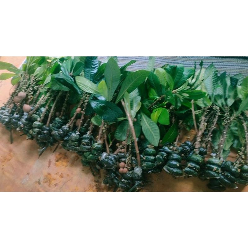 fresh cangkok mamey sapote magana