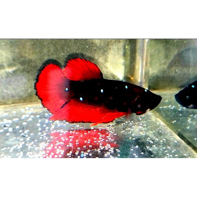 Cupang Avatar Vampir Gordon Rintik Pasir / Top Grade / Vampire / Hitam Pekat / Indukan Siap Breed