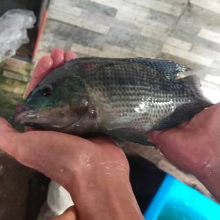 Ikan mujair/mujaer segar 1kg | Shopee Indonesia