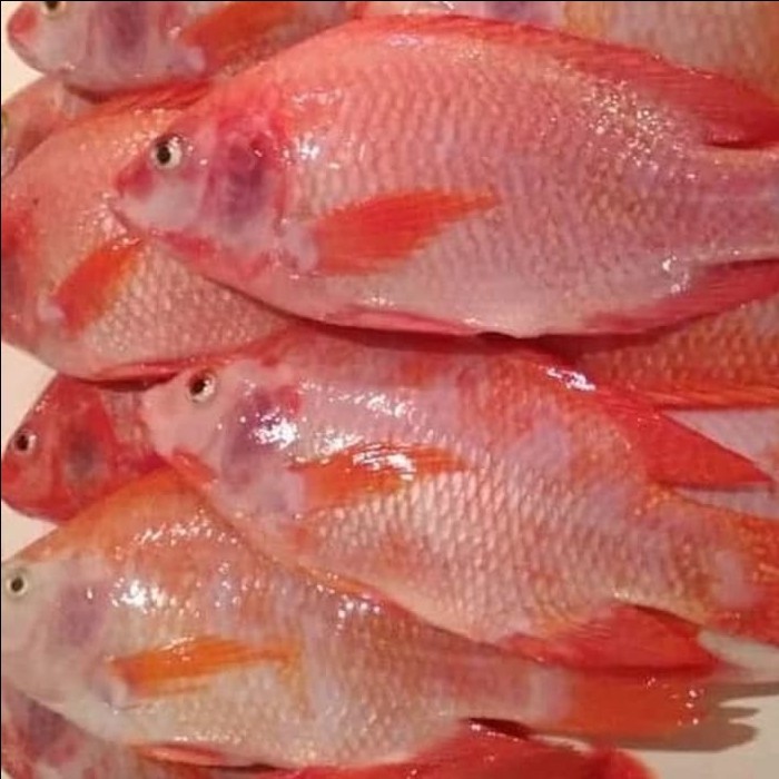 

Ikan Nila Merah Fish Fresh 500gr