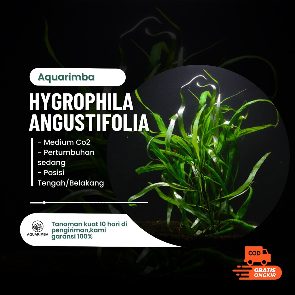 Hygrophila angustifolia  Rubra- tanaman aquascape tanpa co2 Cocok bagi Pemula