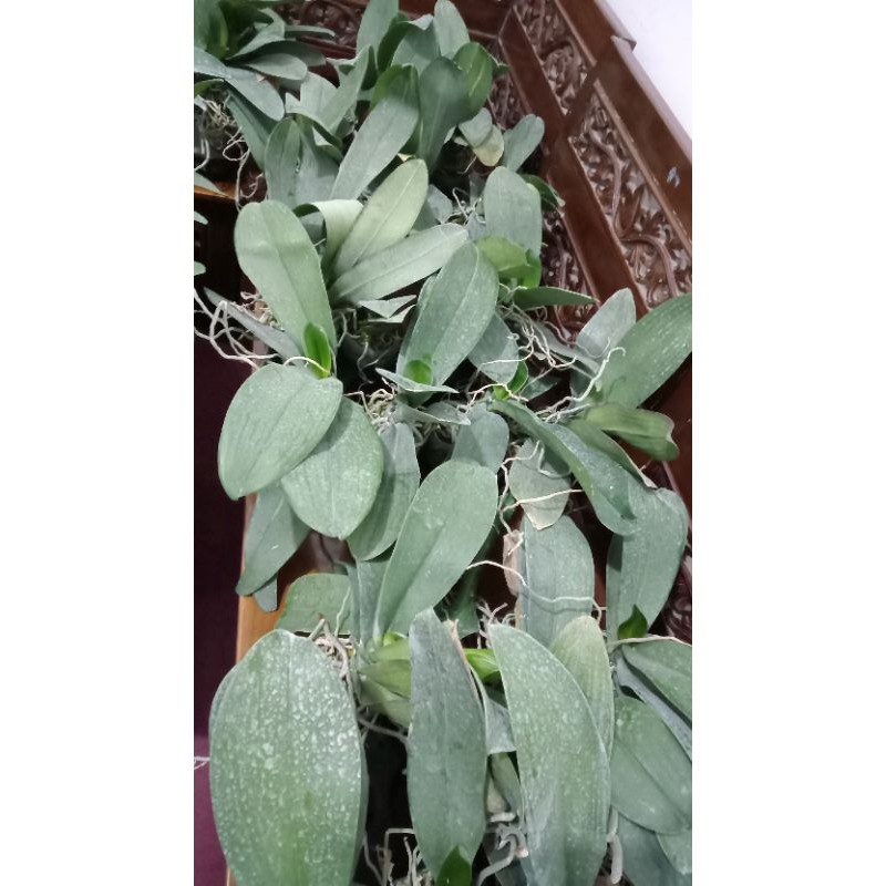 anggrek bulan pasca bunga