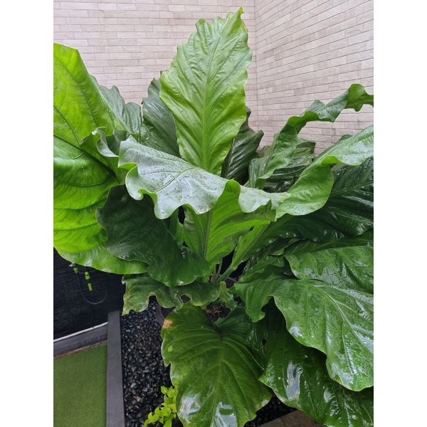 Pohon Gelombang Cinta/AnthuriumnBesar