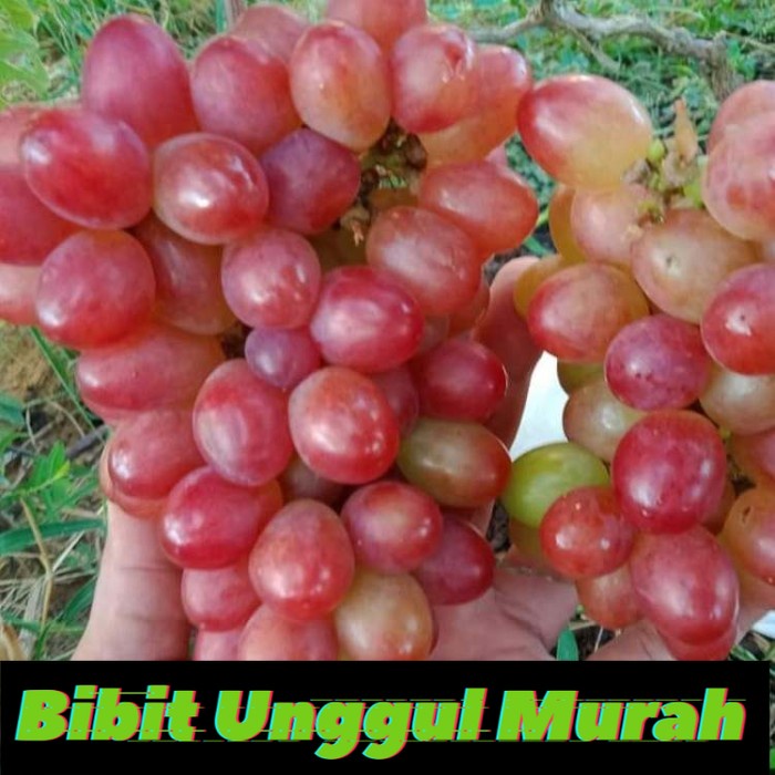 Bibit Anggur Import Livia