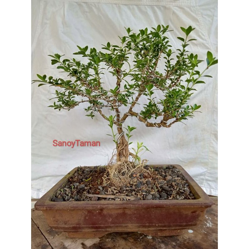 Bonsai Mame mirten - bonsai mame mirten ukurang sedang tanaman hias
