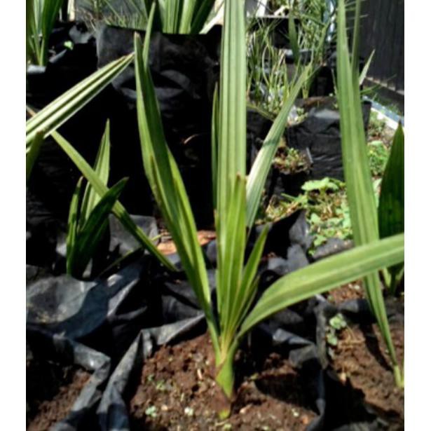 2 Bibit Kurma Tropis super unggul