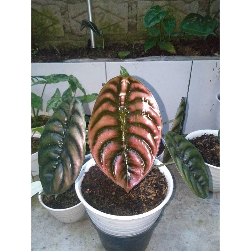 Alocasia Cuprea (dewasa)
