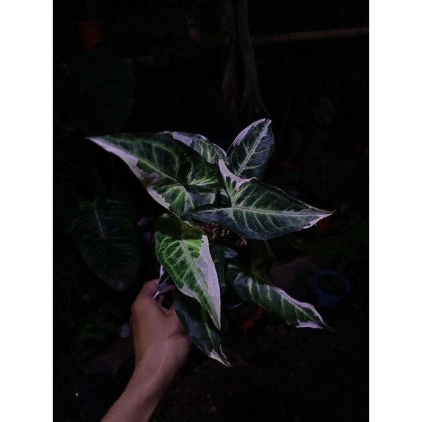 syngonium T25