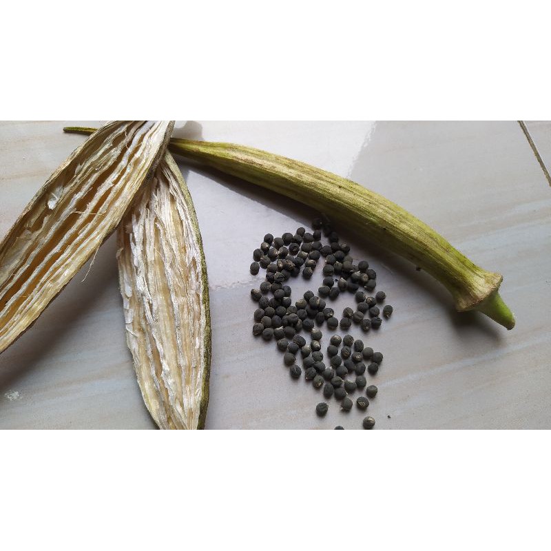 BIJI OKRA HIJAU F1