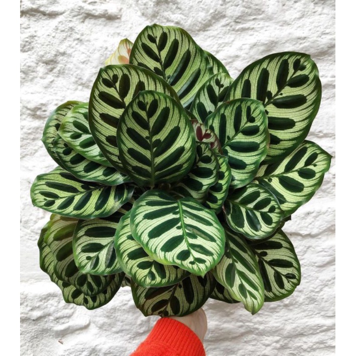Calathea Makoyana Import mulus no defect / Tanaman Hias Calathea Makoyana Import Rawatan daun tebal