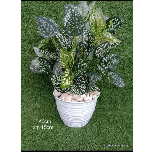 daun hias keladi plastik
