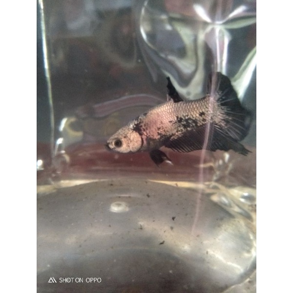 yellow koi- black Cooper- Avatar Gordon