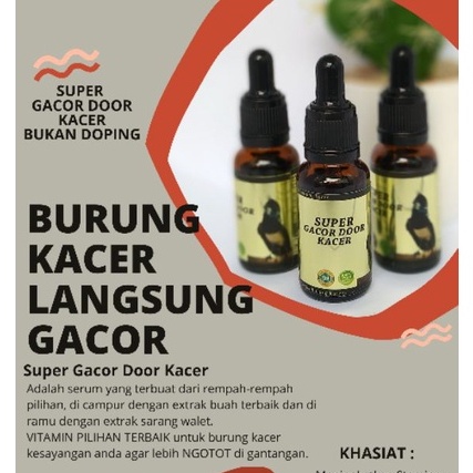 PENGGACOR BURUNG KACER SUPER GACOR DOOR KACER JUARA GANTANGAN