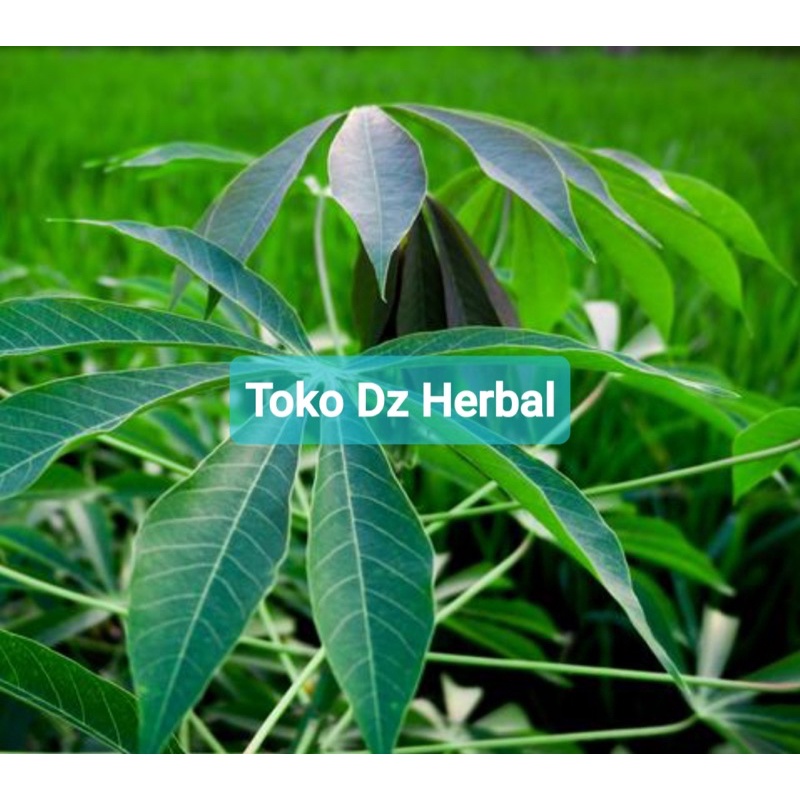 

Daun singkong sapi kuru daun singkong racun 500 gram-az