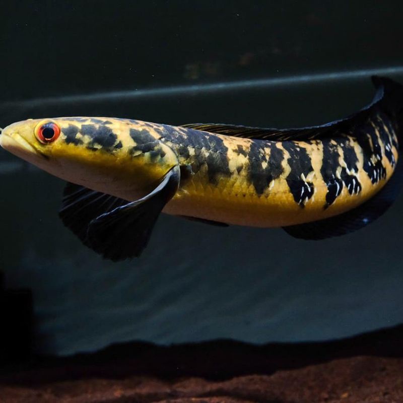 channa yellow sentarum