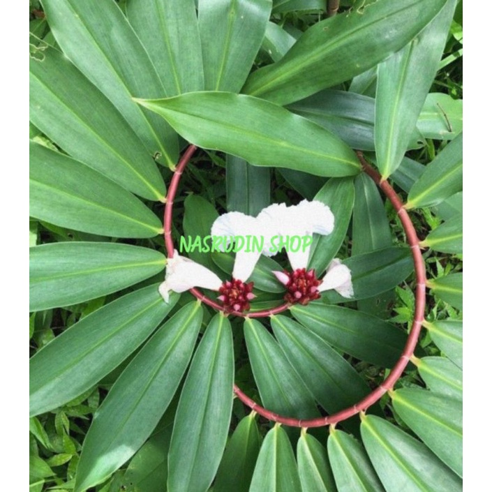 

DAUN INSULIN PLANT SEGAR 500 GRAM COSTUS IGNEUS