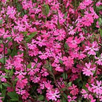 Benih Bibit Biji - Bunga Nodding Catchfly Flower Seeds - IMPORT