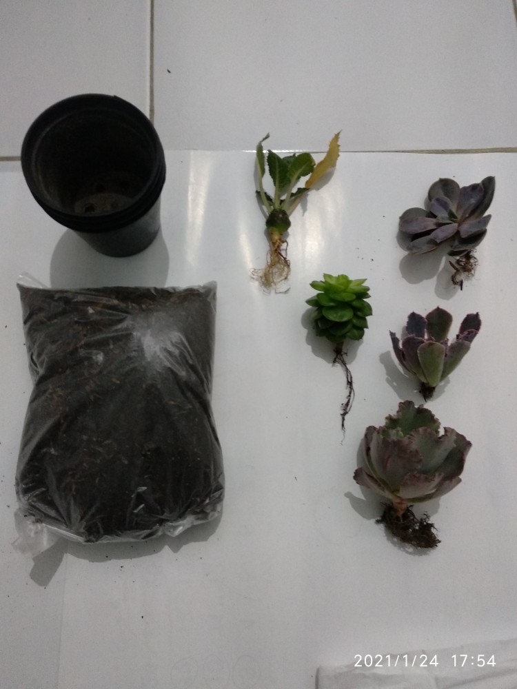 Sukulen Dan Kaktus Mini (echeveria ‘crinoline Ruffles’)