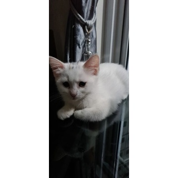 kucing persia medium