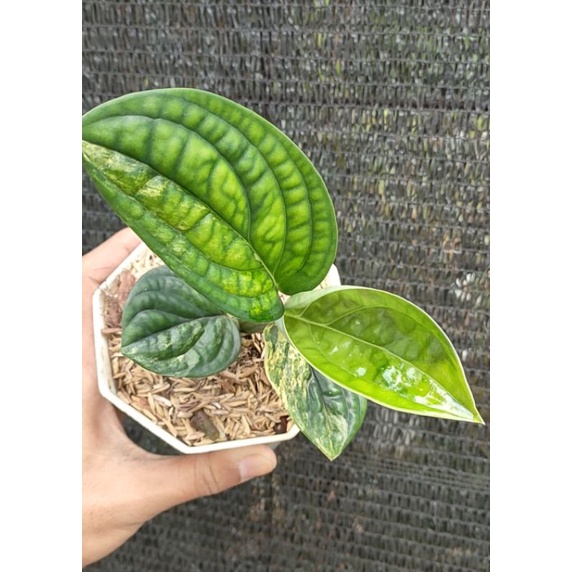 Tanaman hias monstera veru varigata - karstenianum varigata