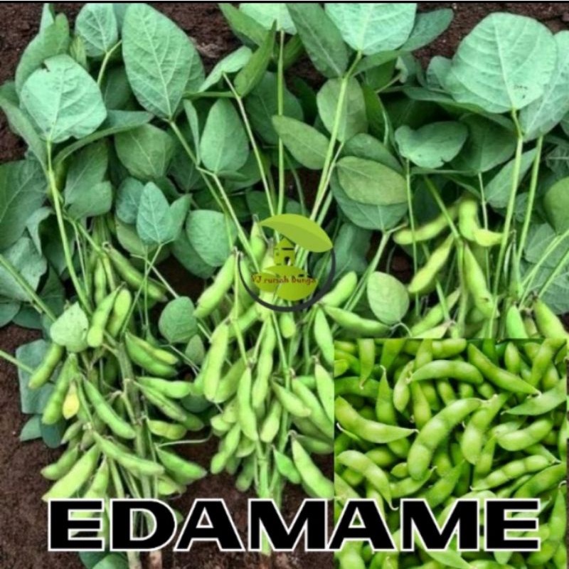 benih bibit kedelai edamame