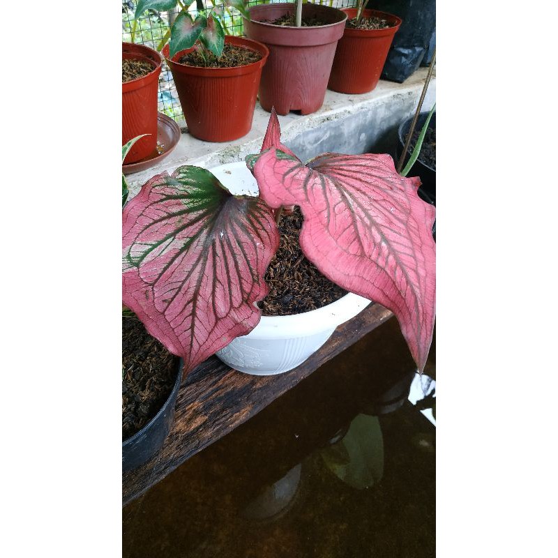 Caladium infinity