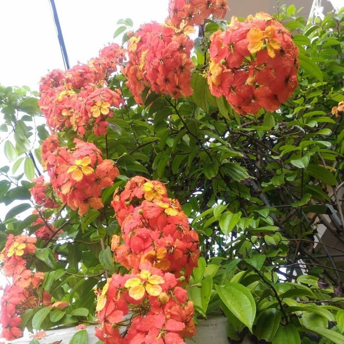 Bibit Bunga bauhinia, Tanaman Bunga Merambat, Tanaman Hias Merambat