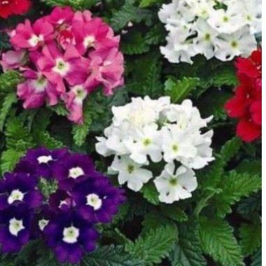 Tanaman hias Verbena
