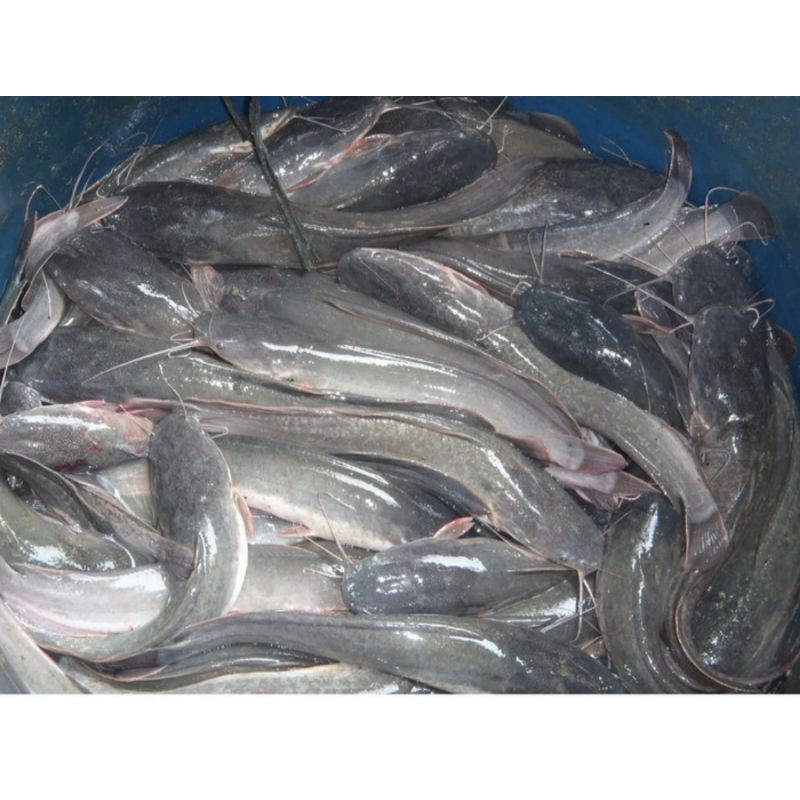 

Ikan segar lele 1kg
