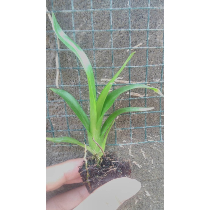 Seedling Anggrek Grammatophyllum Scriptum