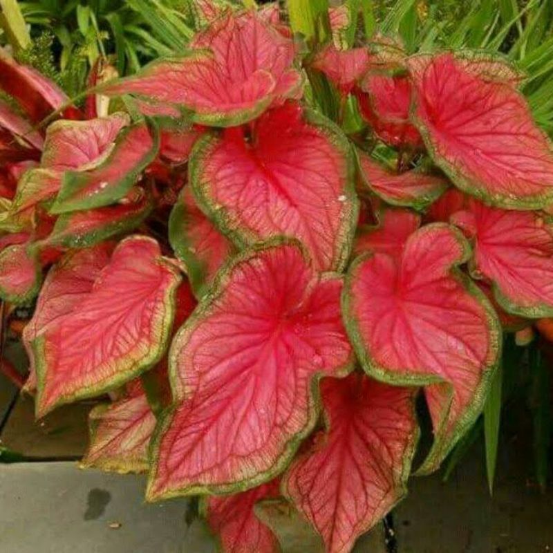 Caladium Red Jaguar / Tanaman Hias Keladi Red Jaguar Murmer Tanlok